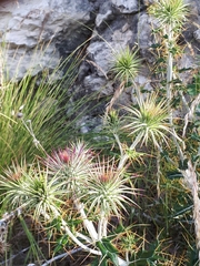 Ptilostemon hispanicus