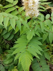 Sorbaria sorbifolia