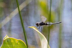 Celithemis martha