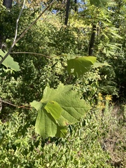 Platanus occidentalis