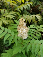 Sorbaria sorbifolia
