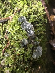 Peltigera didactyla