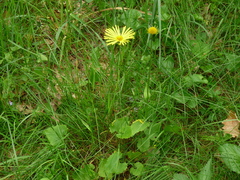 Doronicum columnae