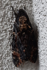 Acherontia atropos