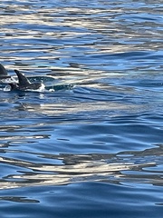 Grampus griseus