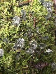 Peltigera didactyla