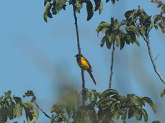 Icterus wagleri