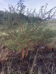 Vachellia seyal