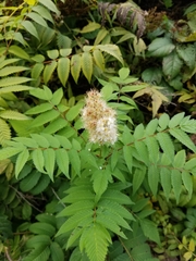 Sorbaria sorbifolia