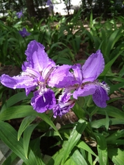 Iris tectorum