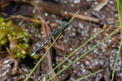 Argia bipunctulata