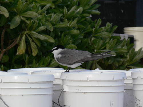 Onychoprion lunatus observed 2007-02-01
