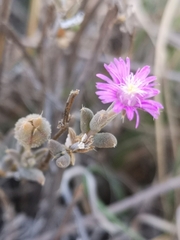 Trichodiadema setuliferum