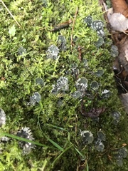 Peltigera didactyla