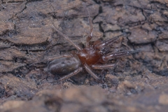 Pseudodrassus