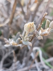 Trichodiadema setuliferum