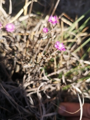 Trichodiadema setuliferum