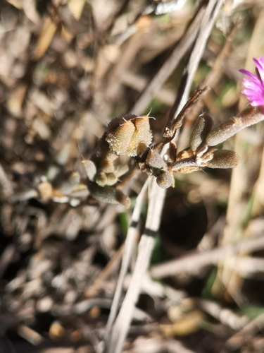 Image of Trichodiadema setuliferum by (c) Ricus Nel, some rights reserved (CC BY)