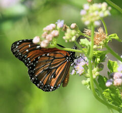Danaus eresimus