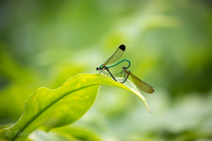 Calopteryx dimidiata