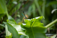 Calopteryx dimidiata