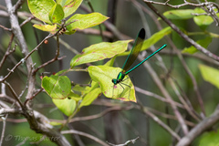 Calopteryx dimidiata