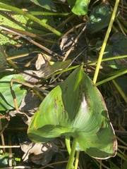 Pontederia cordata