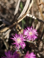 Trichodiadema setuliferum