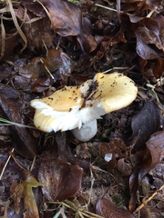 Russula ochroleuca