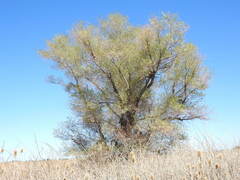 Fraxinus angustifolia