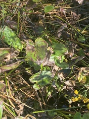 Pontederia cordata