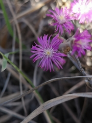 Trichodiadema setuliferum