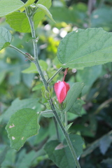 Malvaviscus arboreus