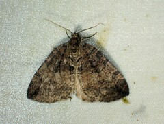 Hydriomena