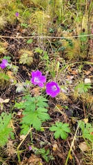 Geranium sylvaticum