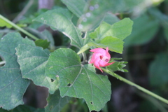 Malvaviscus arboreus