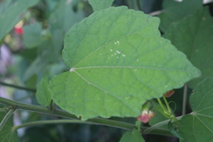 Malvaviscus arboreus