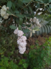 Tarchonanthus littoralis