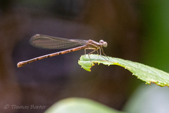 Argia fumipennis