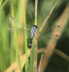 Micrathyria aequalis