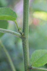 Malvaviscus arboreus