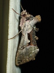 Autographa ampla