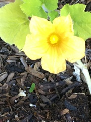 Cucurbita moschata
