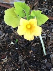Cucurbita moschata