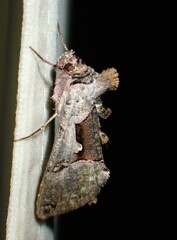 Autographa ampla
