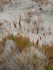 Festuca richardsonii
