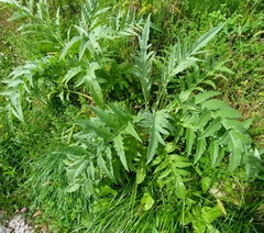 Cynara cardunculus