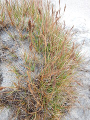 Festuca richardsonii