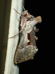 Autographa ampla