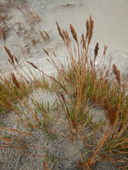 Festuca richardsonii